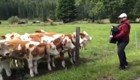 Коровы получили большое удовольствие, когда им сыграли на аккордеоне