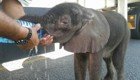 Мир не без добрых людей: дальнобойщик спас умирающего от жажды слоненка