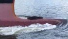 Ленивый тюлень зайцем покатался на носовой части корабля