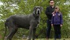 Самый крупный пес Великобритании весит как слоненок