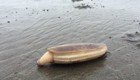 Огромный морской моллюск ловко спрятался в песок от назойливого учёного 