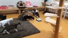Любопытные кошки против робота-уборщика