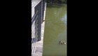 Утята прыгают в пруд вслед за своей мамой