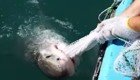 Рыбак "сыграл" с акулой в перетягивание сети 