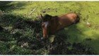 Спасение лошади,  намертво застрявшей в густой грязи
