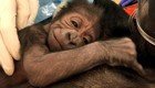 Акушеры-гинекологи помогли горилле родить здорового детеныша