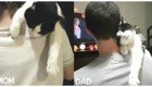 Такое разное проявление любви котика к маме и папе