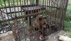 Медвежонок, еноты и олени умирают от голода в заброшенном донском зоопарке