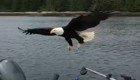Белоголовый орлан стащил улов канадского рыбака, пока тот снимал его на камеру