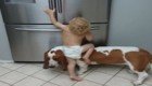 Верный четвероногий друг помог маленькой девочке добраться до холодильника