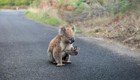 В Австралии коалы чуть не попали под грузовик,  подравшись посреди трассы