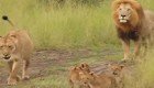 Львята учатся рычать у своего папы