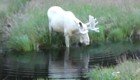 В Швеции сняли редкого абсолютно белого лося