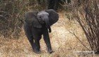 Храбрый слоненок пытается защитить маму от фотографов