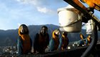 Венесуэльские дружелюбные голуби