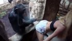 Блондинка исполнила  развратный тверк перед шимпанзе