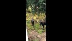 Два лося подрались за территорию перед домом американца