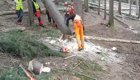 Лесоруб мастерски валит дерево 