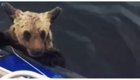 Карельские рыбаки спасли тонущего медвежонка