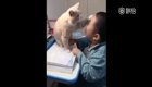 Очень ласковый кот мешает своему юному хозяину делать уроки