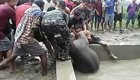 Жители индийской деревни спасли тонущего слонёнка