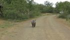 Детеныш носорога пытается напугать автомобиль с туристами