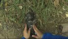 Вьетнамец спас наглотавшегося в реке воды щенка, сделав ему вентиляцию лёгких бутылкой