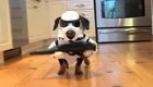 Звездные войны по-собачьи: такса в костюме штурмовика 