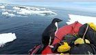 Любопытный пингвин запрыгнул в лодку к ученым в Антарктиде