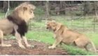 Львица приревновала льва к другой самке