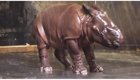 Детеныш индийского носорога принимает свой первый душ 