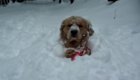 Когда собаки впервые видят снег