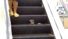 Забравшаяся на эскалатор крыса  стала нападать на посетителей торгового центра