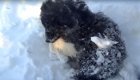Спасение замерзающего щенка на Ямале 