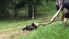 Бразильцы вытащили собаку из смертельных объятий анаконды 