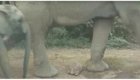 Черепаха осталась невредима, оказавшись под ногами у стада слонов