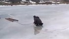 Спасение провалившейся под лёд собаки