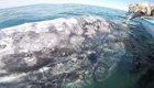 Сказочная Мексика: 14-метровая самка серого кита позволила туристам погладить себя