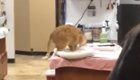 Ловкий кот совершил головокружительный прыжок со своей подстилкой