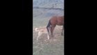 Похотливый пёс решил совокупиться с лошадью, но очень скоро пожалел об этом