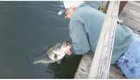 Пожилой рыбак голыми руками поймал 8-килограммового большеротого окуня