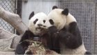 Панда постоянно отбирает у мамы бамбук