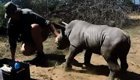 Маленький носорожек пытается защитить маму от ветеринаров