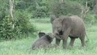 Слоненок атаковал своего старшего брата 