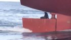 Хитрый тюлень-аквастопщик оседлал рулевое устройство судна