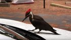 Птицы против электромобилей: дятел напал на Тэслу