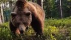 Неожиданная встреча с медведем после ночевки в лесу 