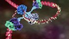 Функционирование ДНК показали в удивительной анимации