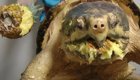 Мощные челюсти грифовой черепахи
