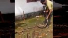 Змея сожрала двух кур, но фермер вытащил их обратно